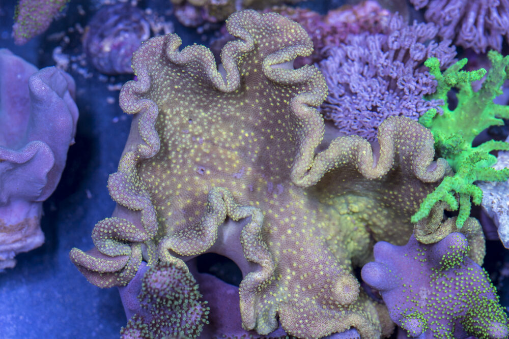 Toadstool Leather
