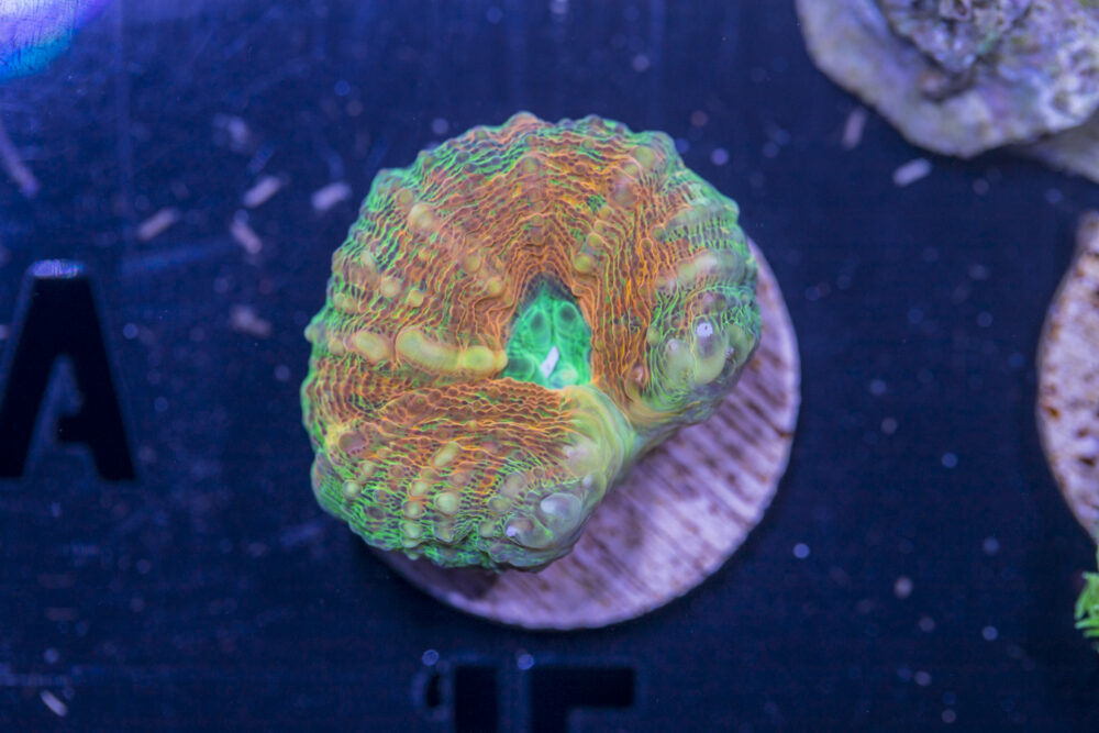 A15 - Lobophyllia