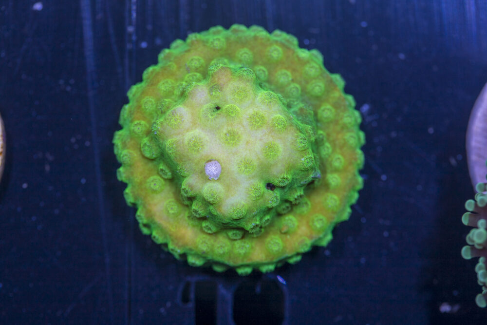 A18 - Cyphastrea