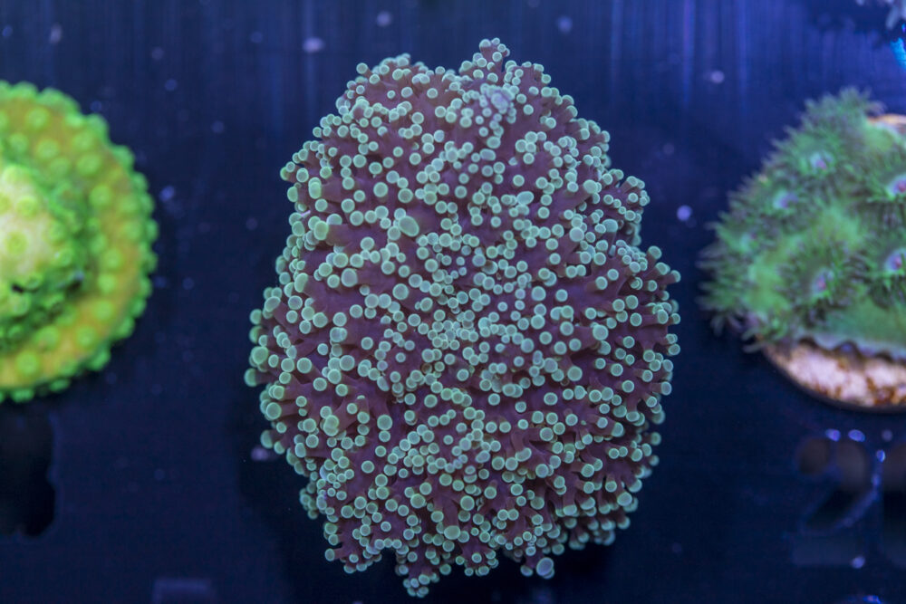A19 - Frogspawn