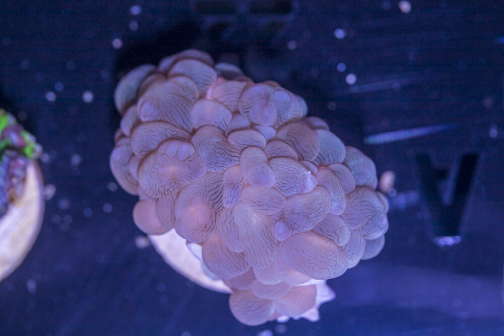 A22 - Bubble