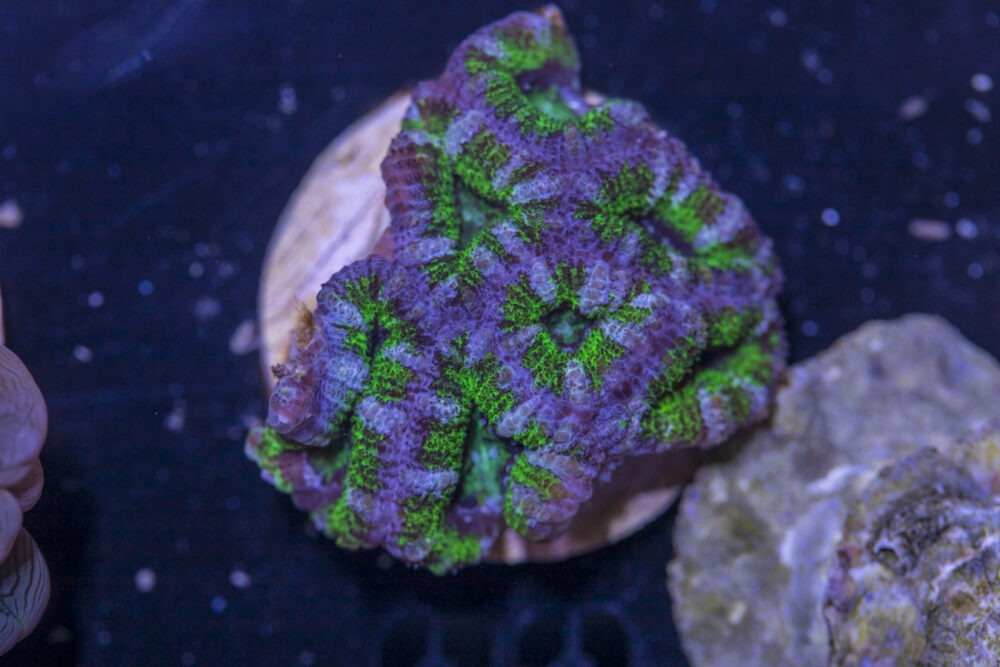 A23 - Acan