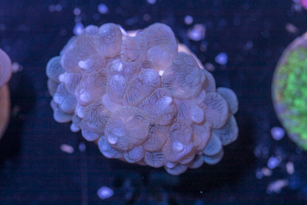 A25 - Bubble