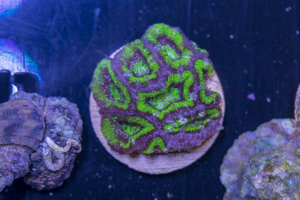 B15 - Acan