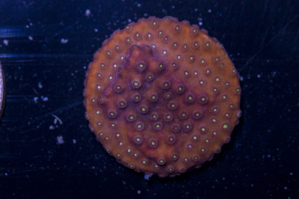 B23 - Cyphastrea