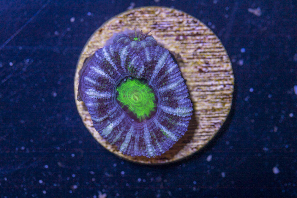 B24 - Acan