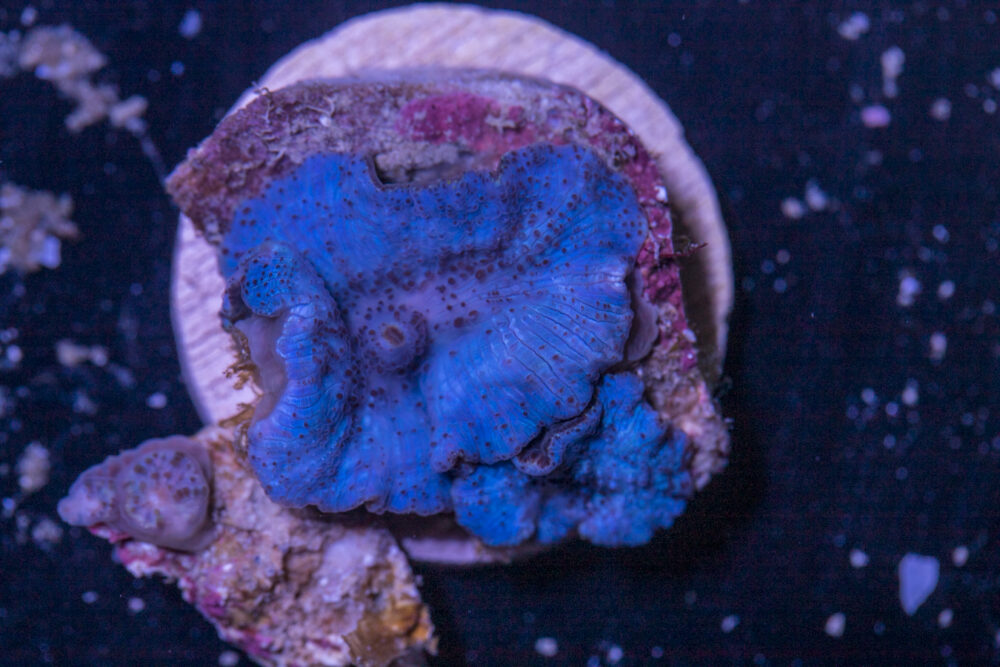 B26 - Corallimorph