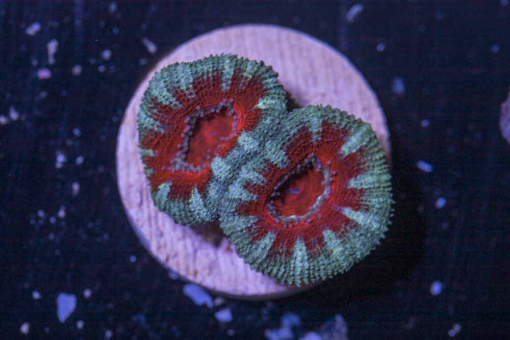 B27 - Acan