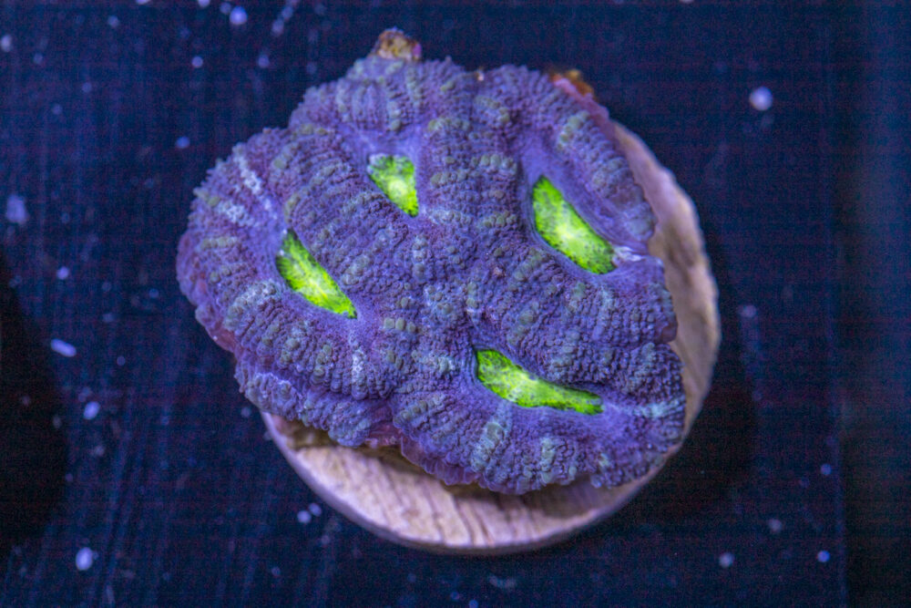 B28 - Acan