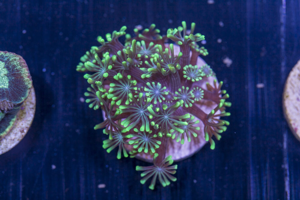 C17 - Alveopora