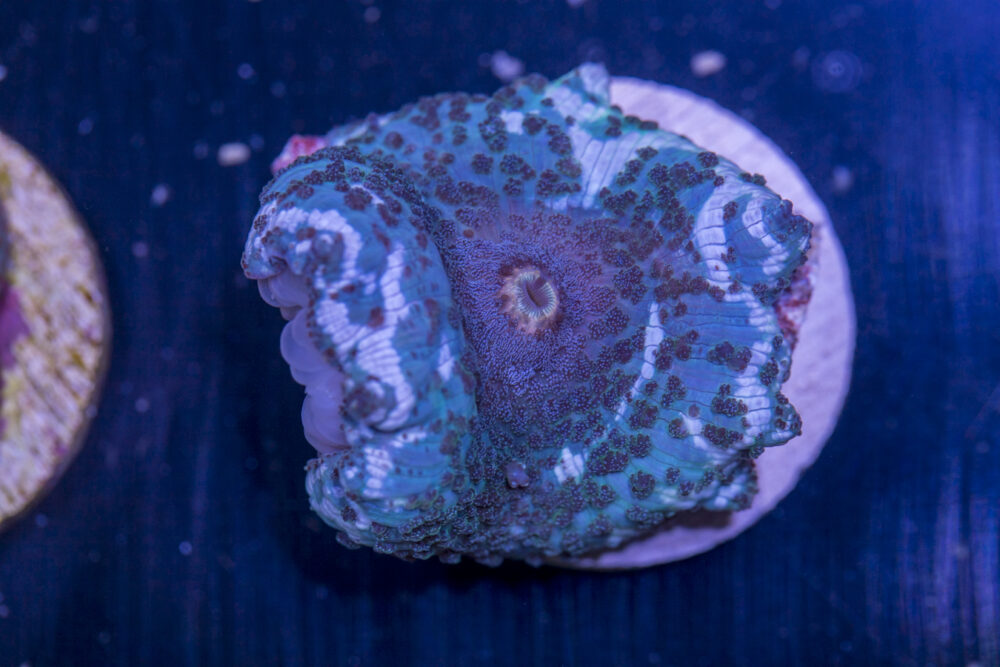 C19 - Corallimorph