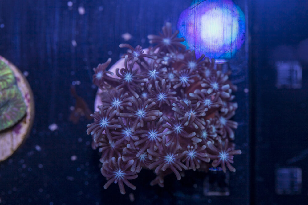 C21 - Alveopora