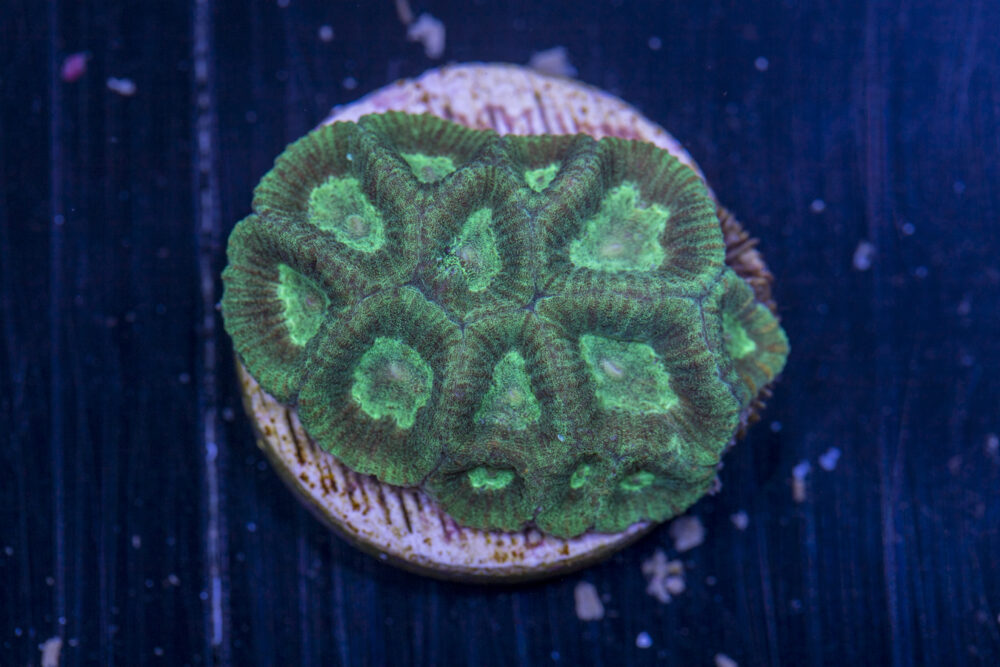 D18 - Goniastrea