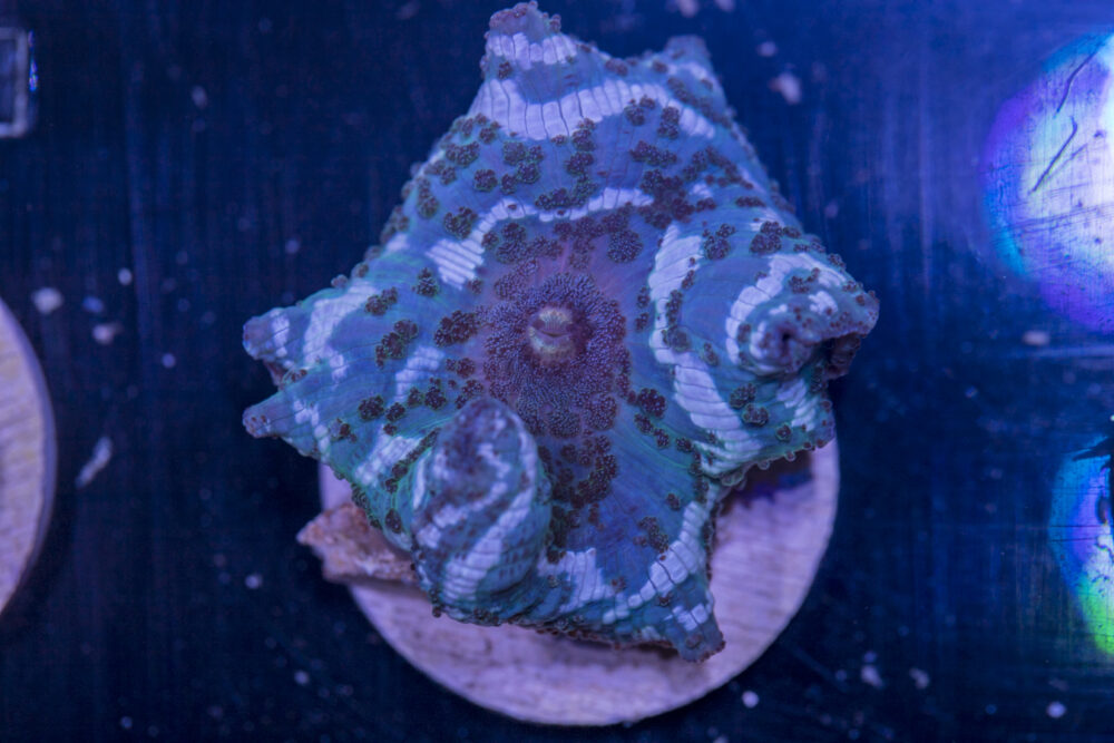 D20 - Corallimorph