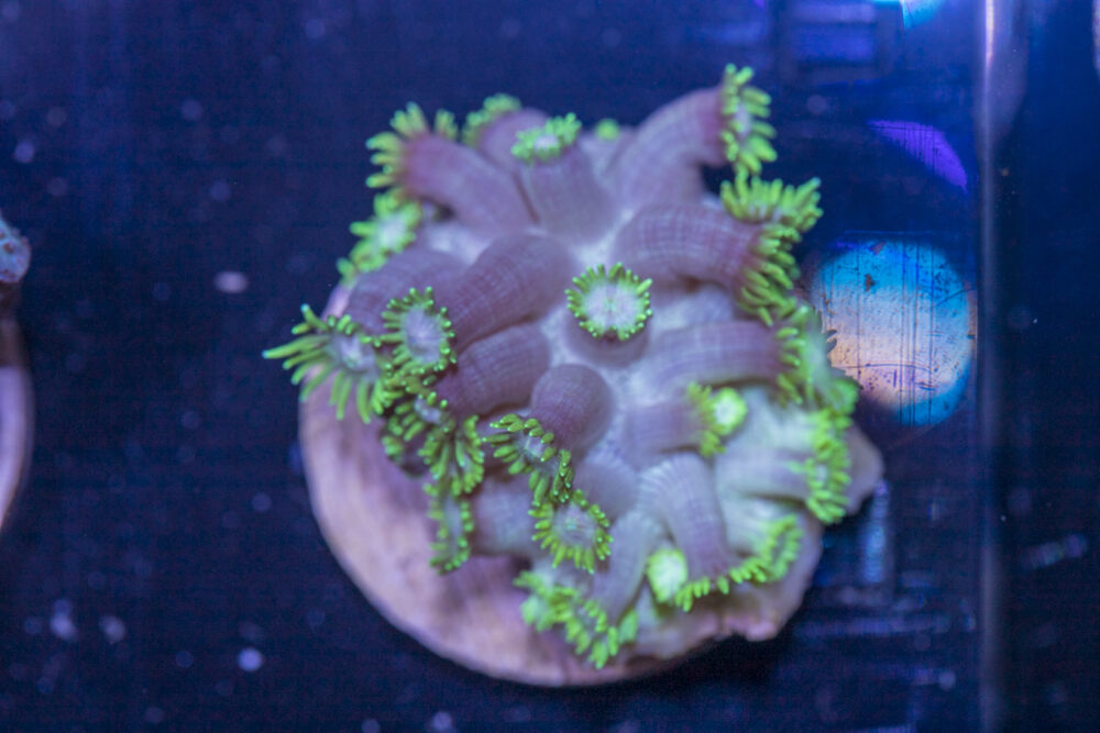 D21 - Goniopora