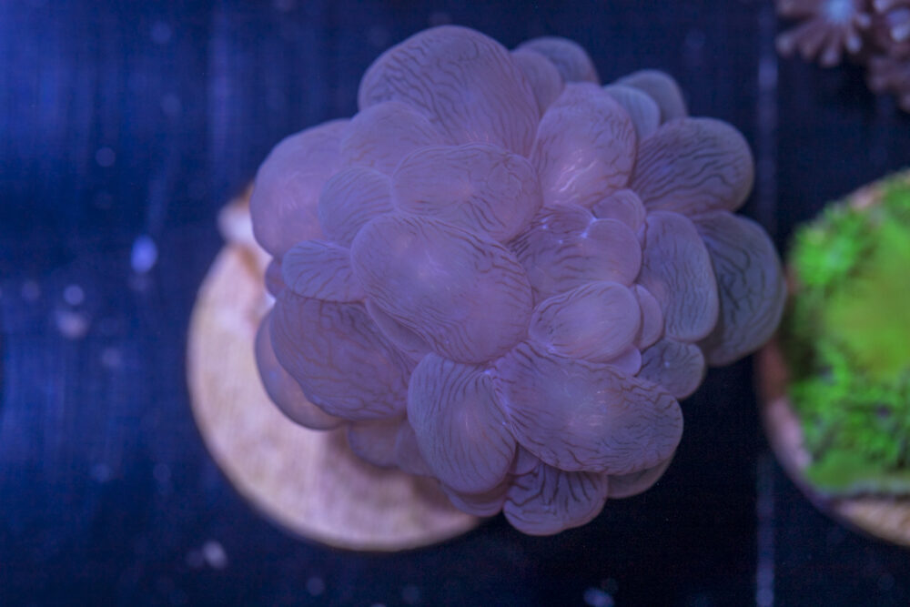 D24 - Bubble