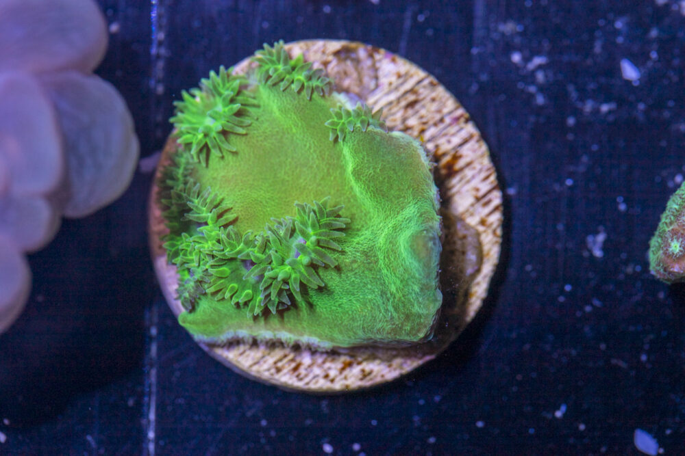 D25 - Turbinaria
