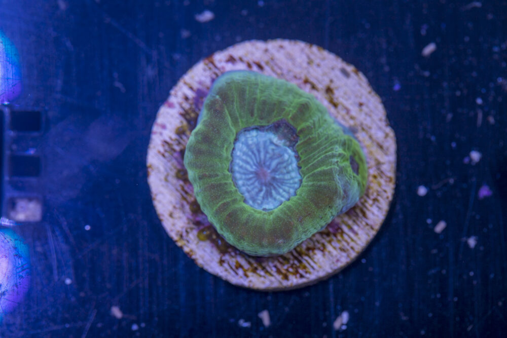 E15 - Goniastrea