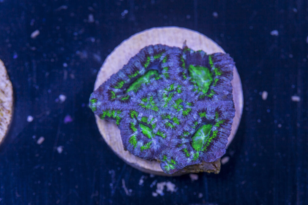 E16 - Acan