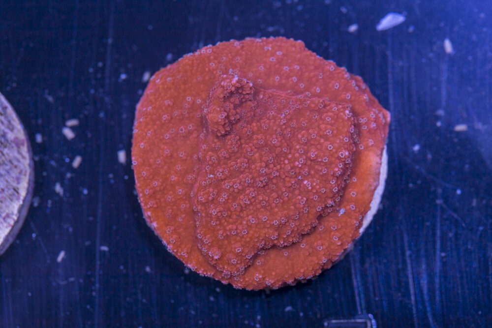 E19 - Cyphastrea