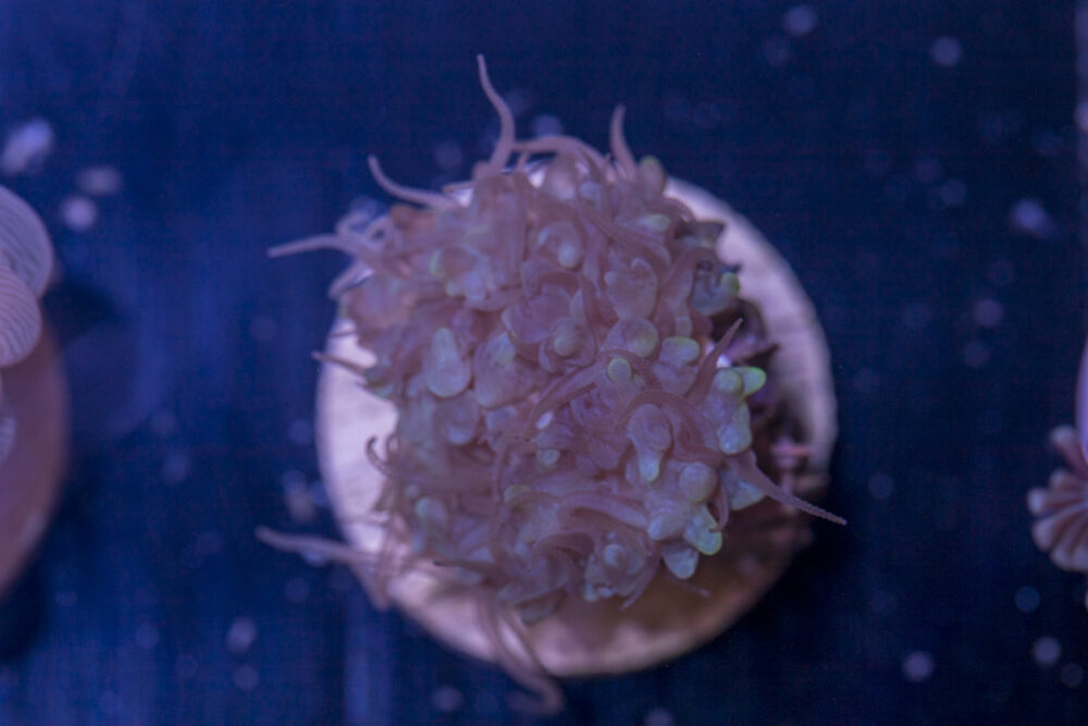 E24 - Bubble