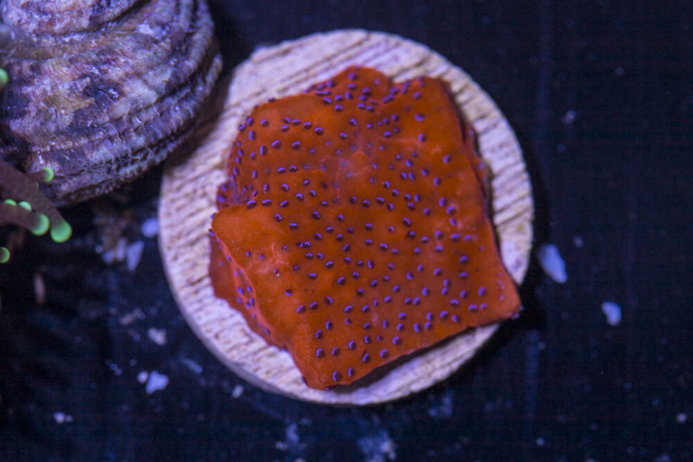 E27 - Montipora