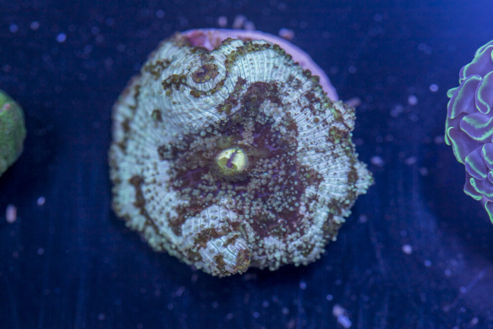 F19 - Corallimorph