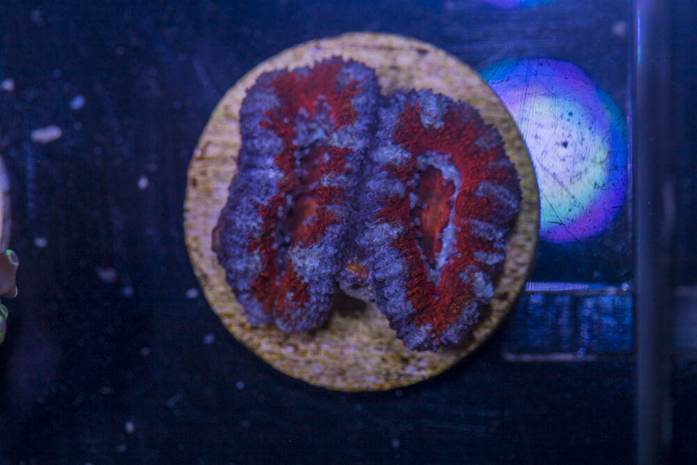 F21 - Acan