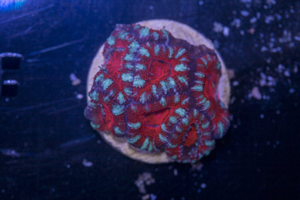 F22 - Acan