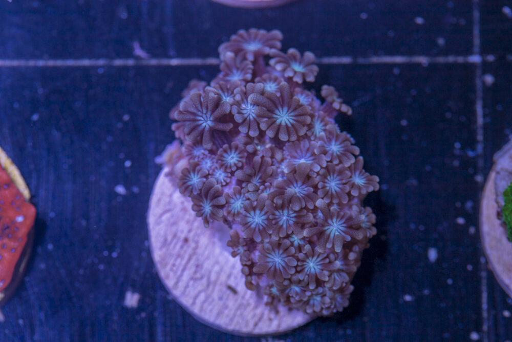 F24 - Alveopora