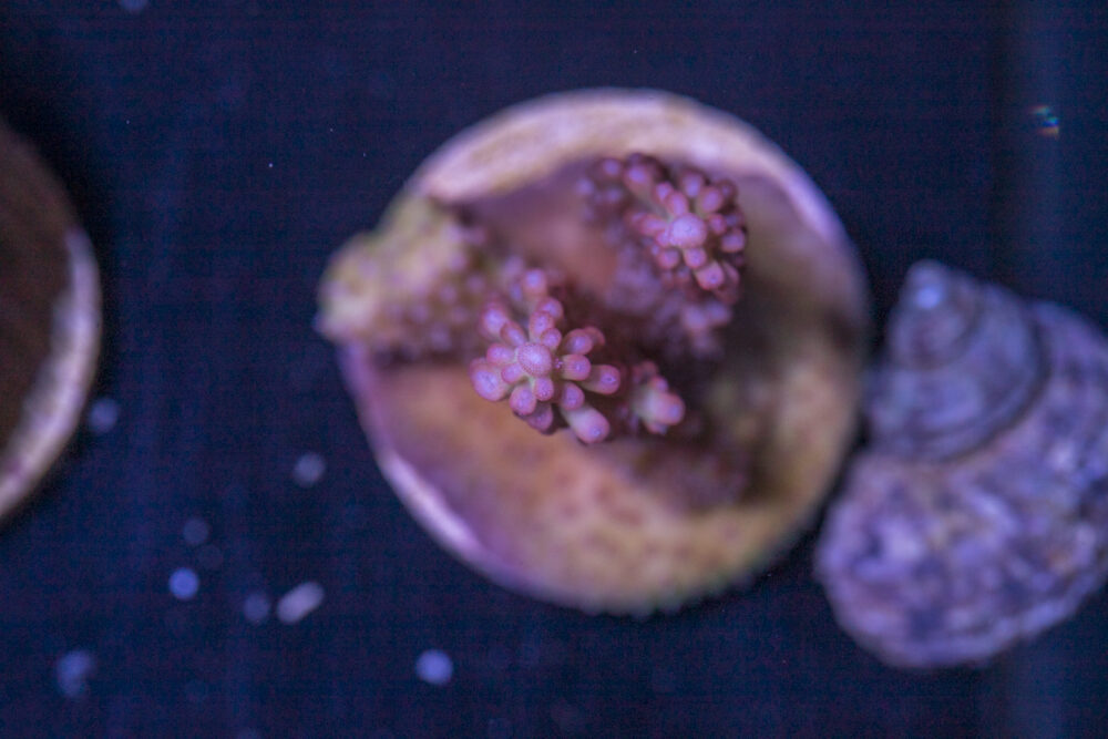 F28 - Acropora
