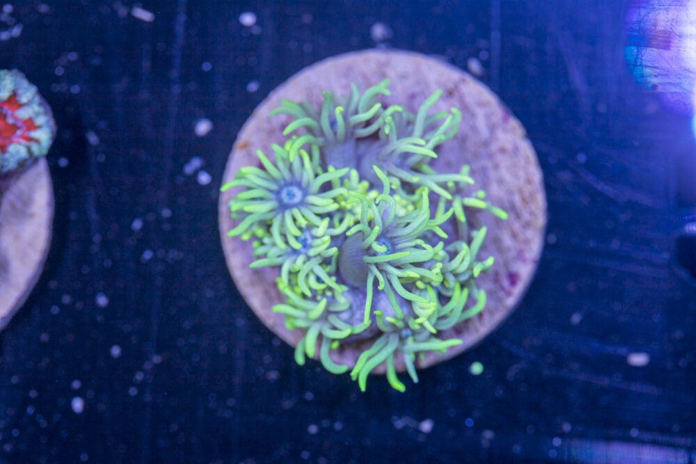 G15 - Goniopora