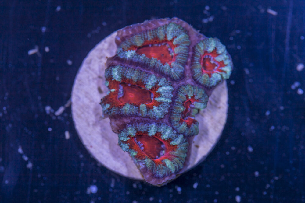 G16 - Acan