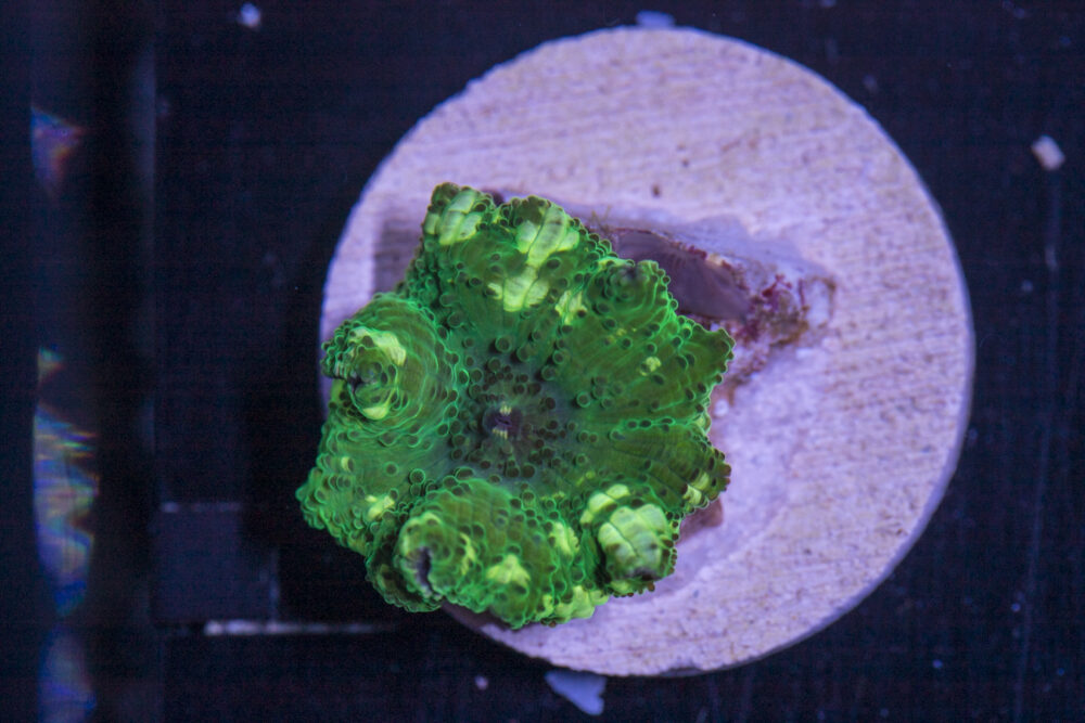 G28 - Corallimorph