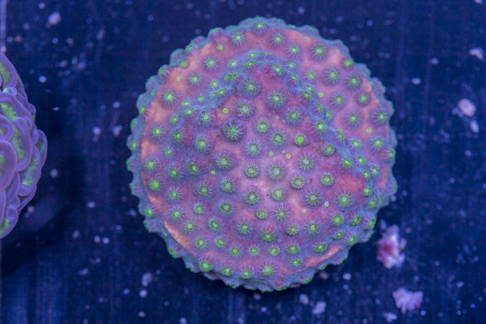 H17 - Cyphastrea