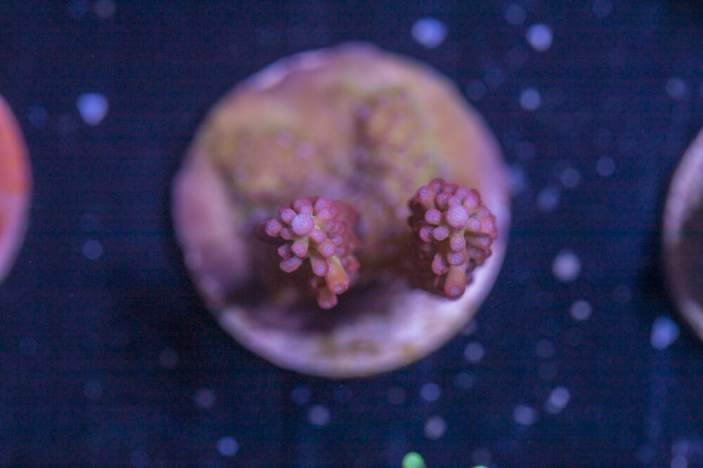 H27 - Acropora