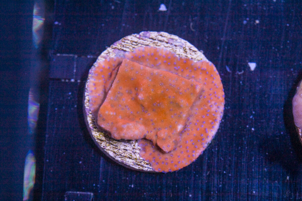 H28 - Montipora