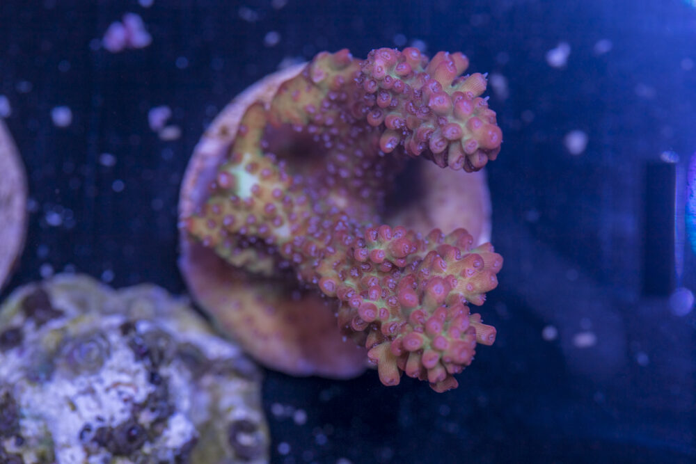 I15 - Acropora