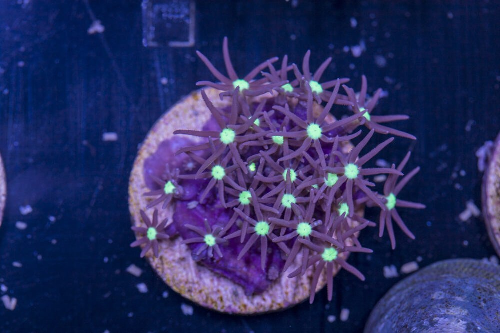 I19 - Star Polyp