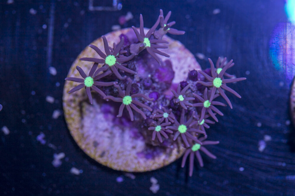 I23 - Star Polyp