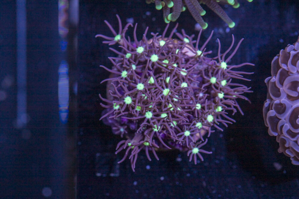 J28 - Star Polyp