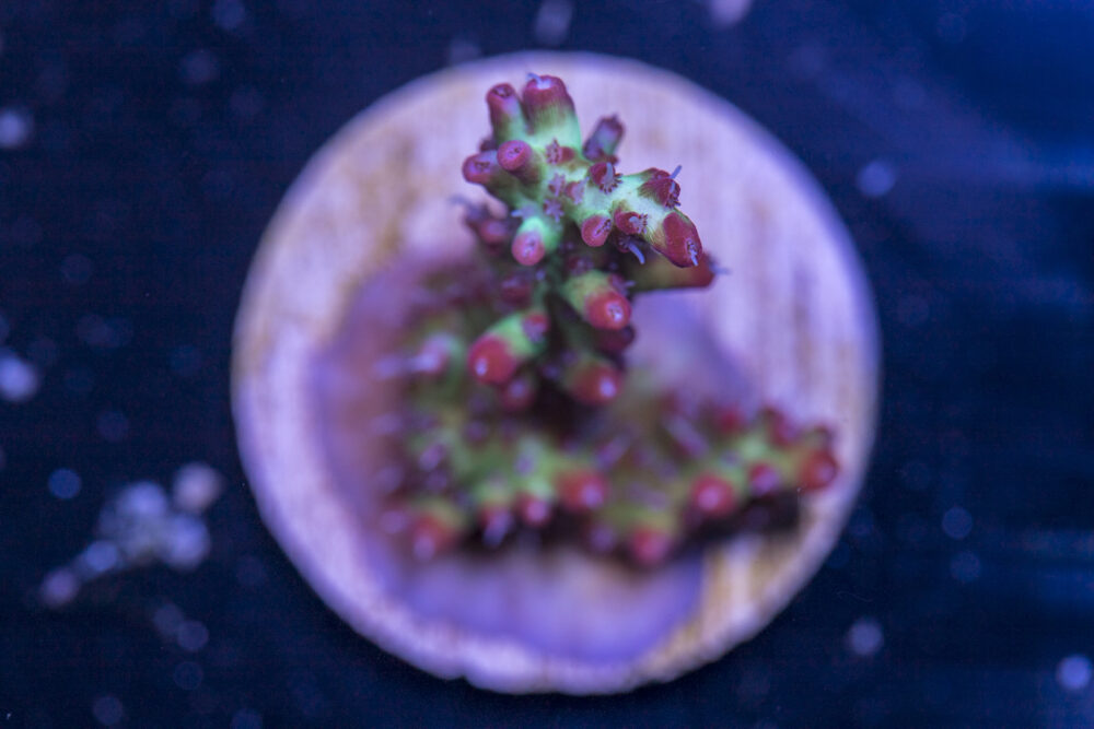K15 - Acropora