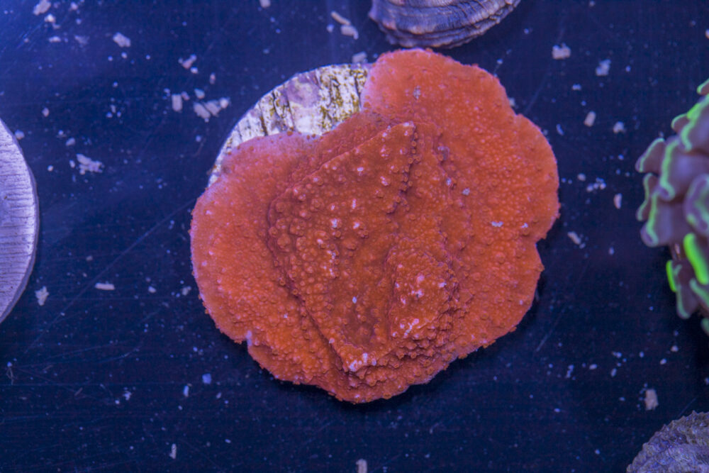 K19 - Montipora