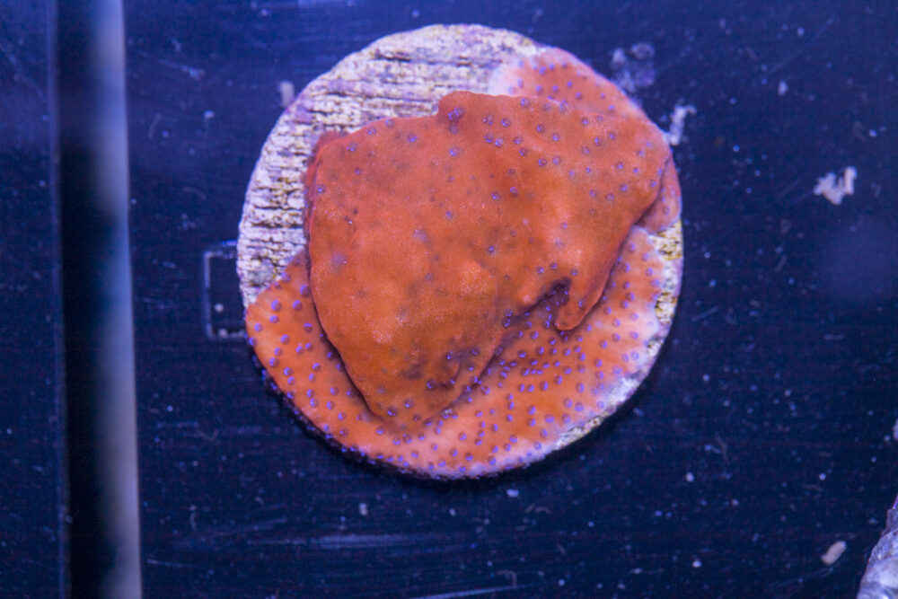 K21 - Montipora