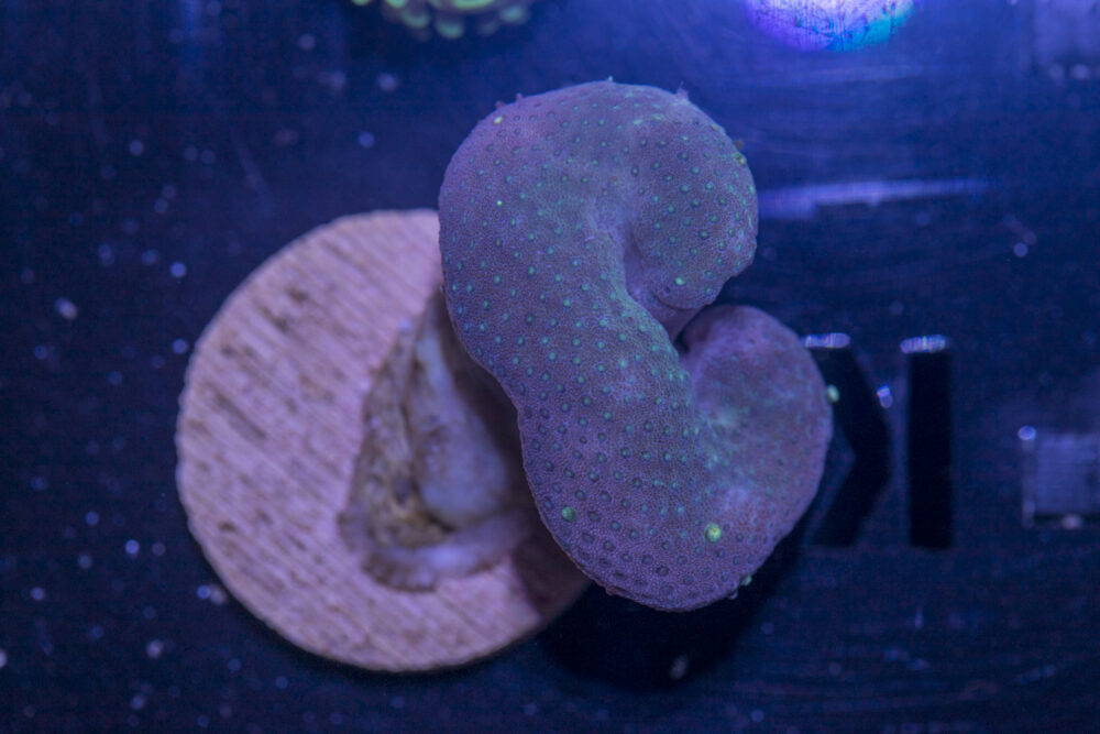 K22 - Toadstool Leather