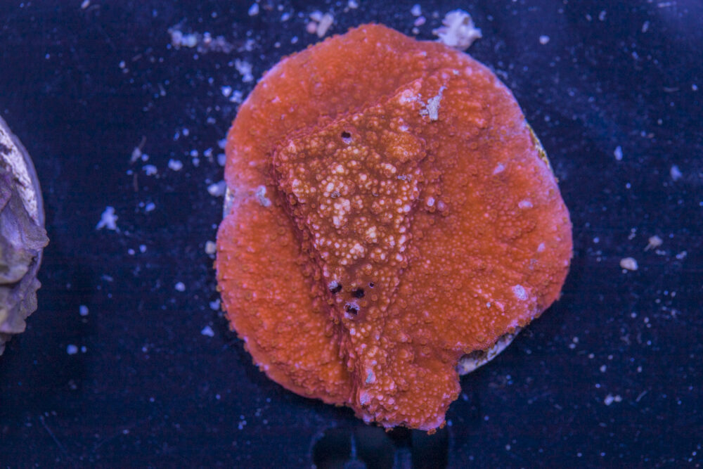 L16 - Montipora