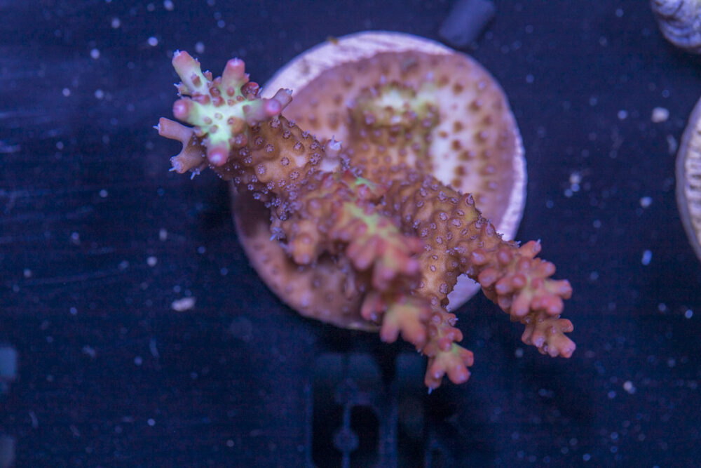 L19 - Acropora