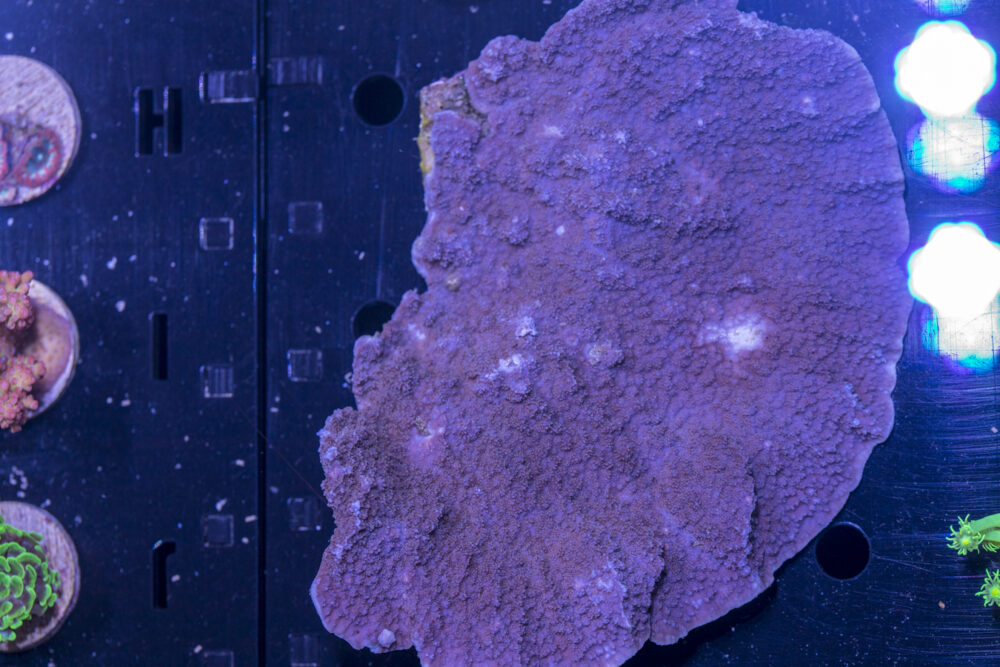 Montipora
