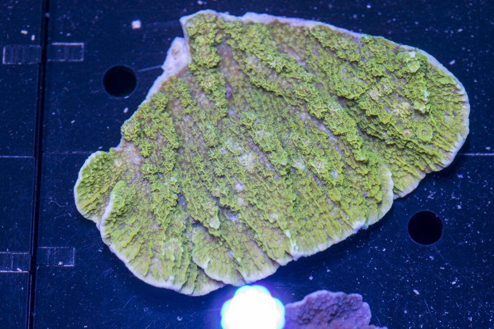 Montipora