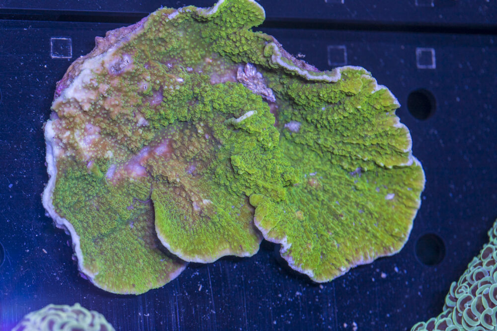 Montipora